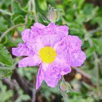 IMG_20260506_094709_original